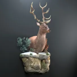 Resting deer